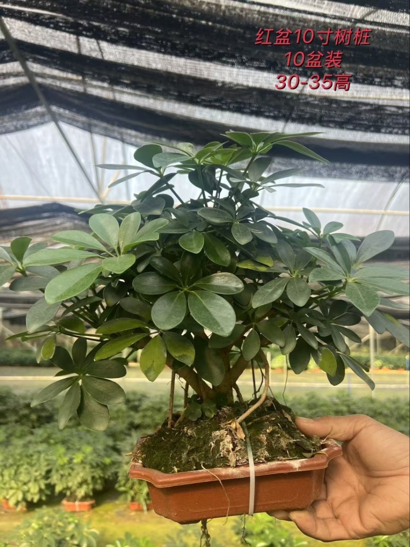 鸭脚木八方来财老桩盆栽基地直销