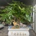 鸭脚木八方来财老桩盆栽基地直销