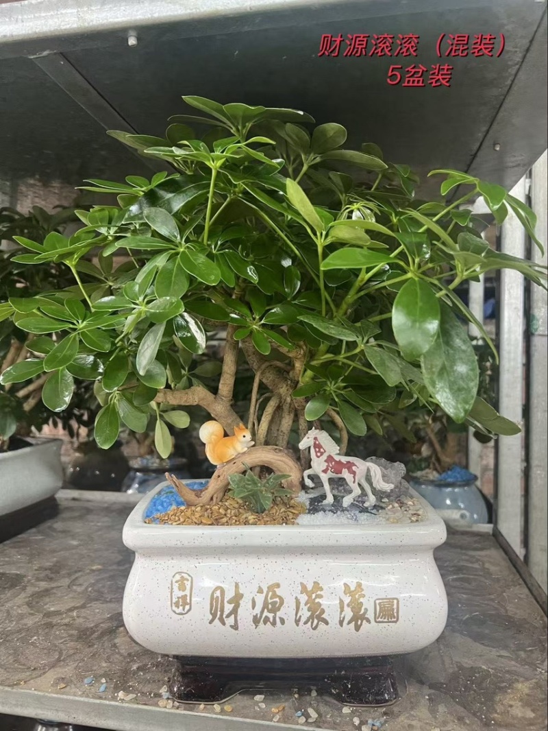 鸭脚木八方来财老桩盆栽基地直销