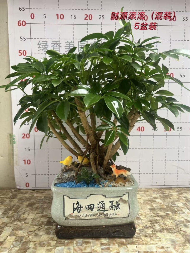 鸭脚木八方来财老桩盆栽基地直销