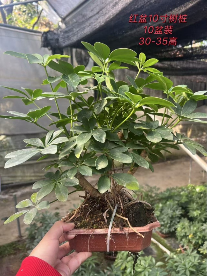 鸭脚木八方来财老桩盆栽基地直销