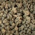 夏天无【包邮】三斤起发货可批量可零售量大从优