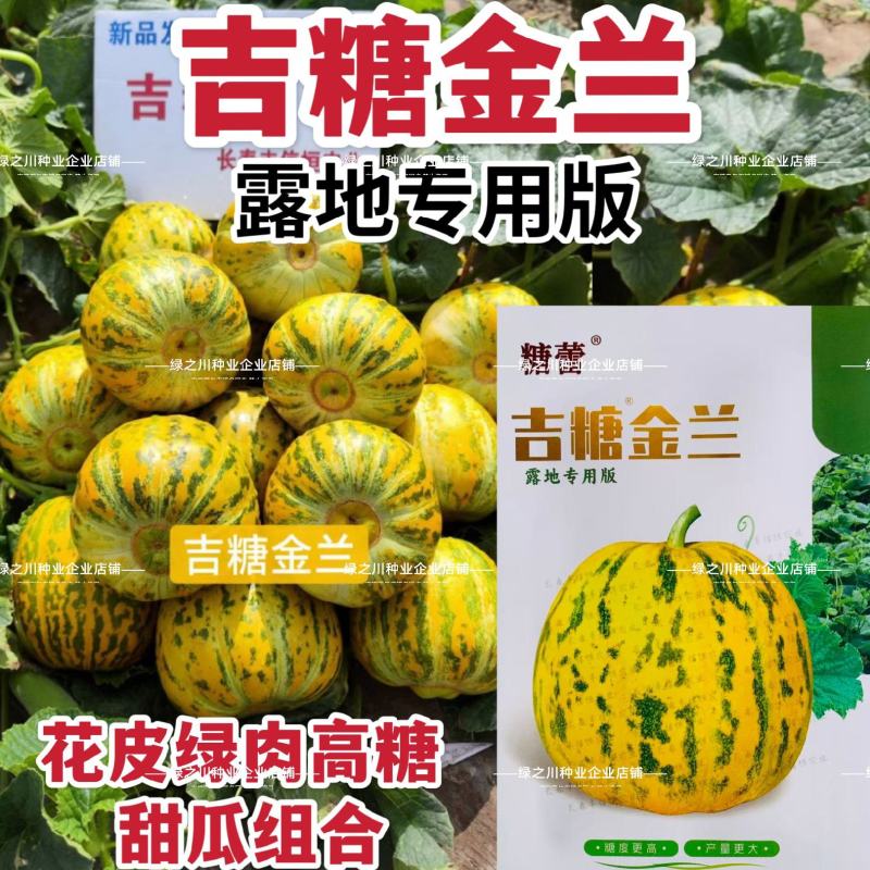 露地专用版吉糖金兰甜瓜种子花皮绿肉高糖杂交八里香甜瓜种子