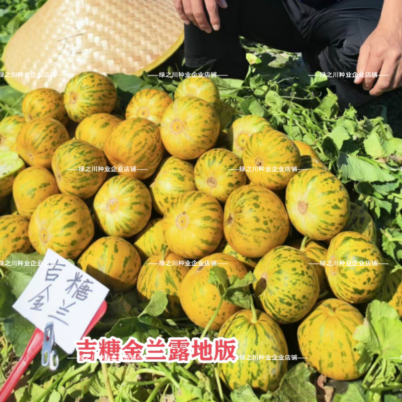 露地专用版吉糖金兰甜瓜种子花皮绿肉高糖杂交八里香甜瓜种子