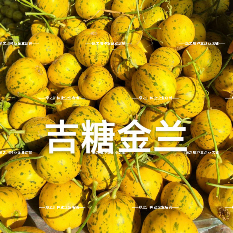 露地专用版吉糖金兰甜瓜种子花皮绿肉高糖杂交八里香甜瓜种子