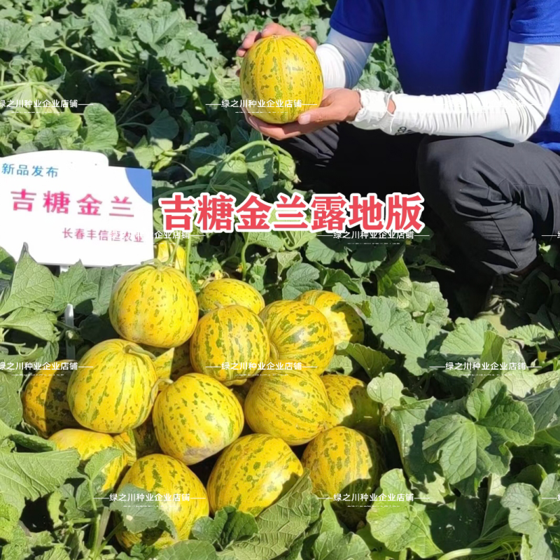 露地专用版吉糖金兰甜瓜种子花皮绿肉高糖杂交八里香甜瓜种子