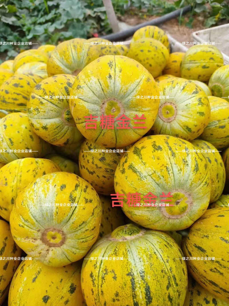 露地专用版吉糖金兰甜瓜种子花皮绿肉高糖杂交八里香甜瓜种子