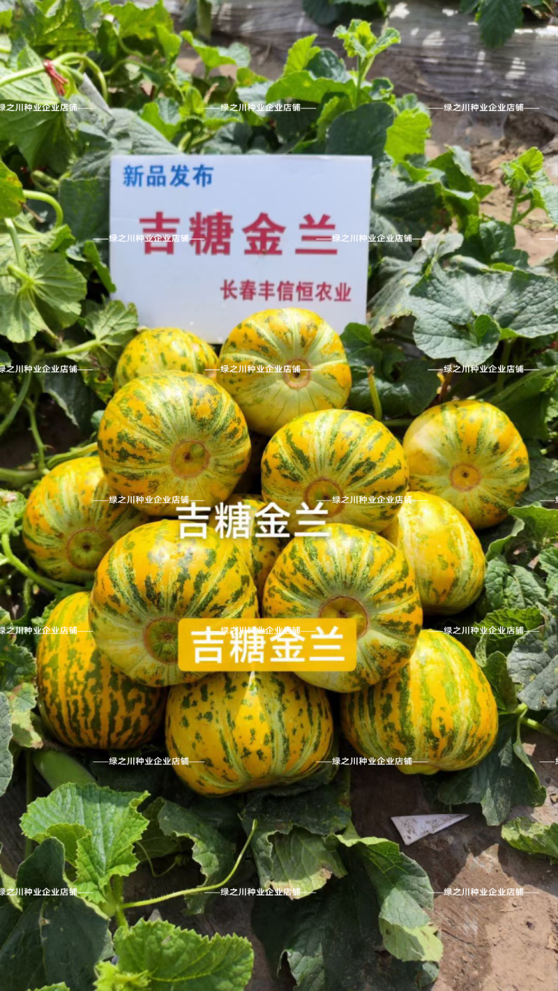 露地专用版吉糖金兰甜瓜种子花皮绿肉高糖杂交八里香甜瓜种子