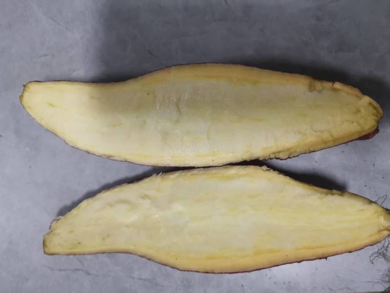 内蒙烟薯25-衡水市饶阳县大库800万斤