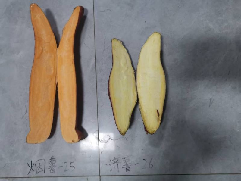 内蒙烟薯25-衡水市饶阳县大库800万斤