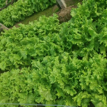 饶阳散叶生菜，量大便宜