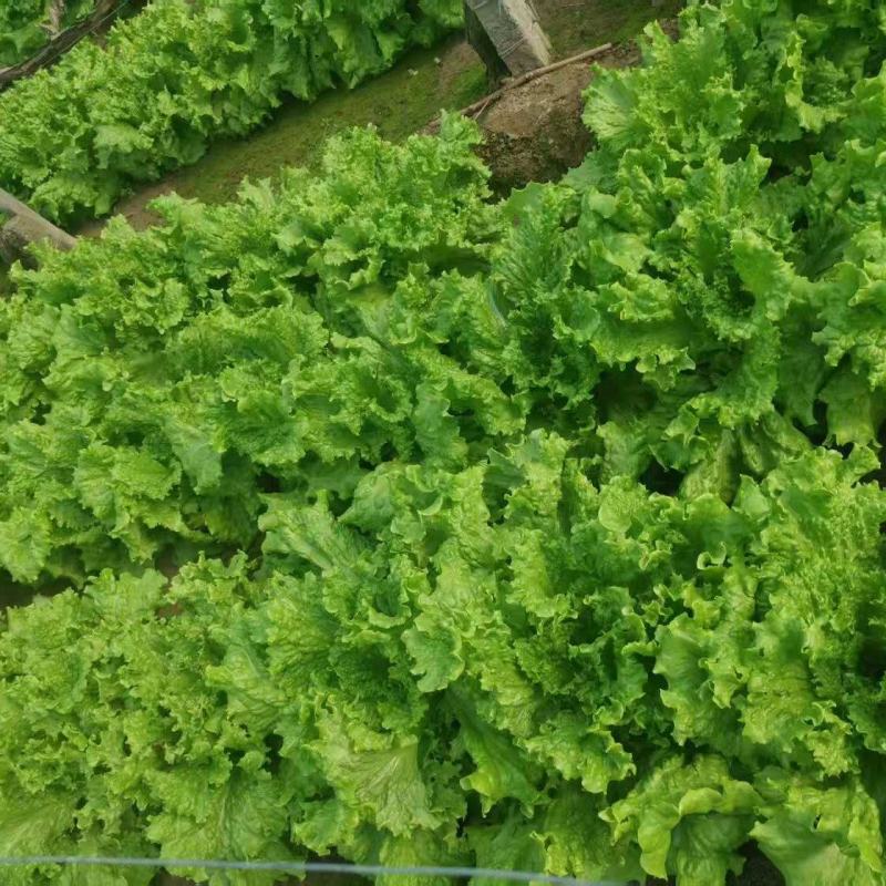 饶阳散叶生菜，量大便宜