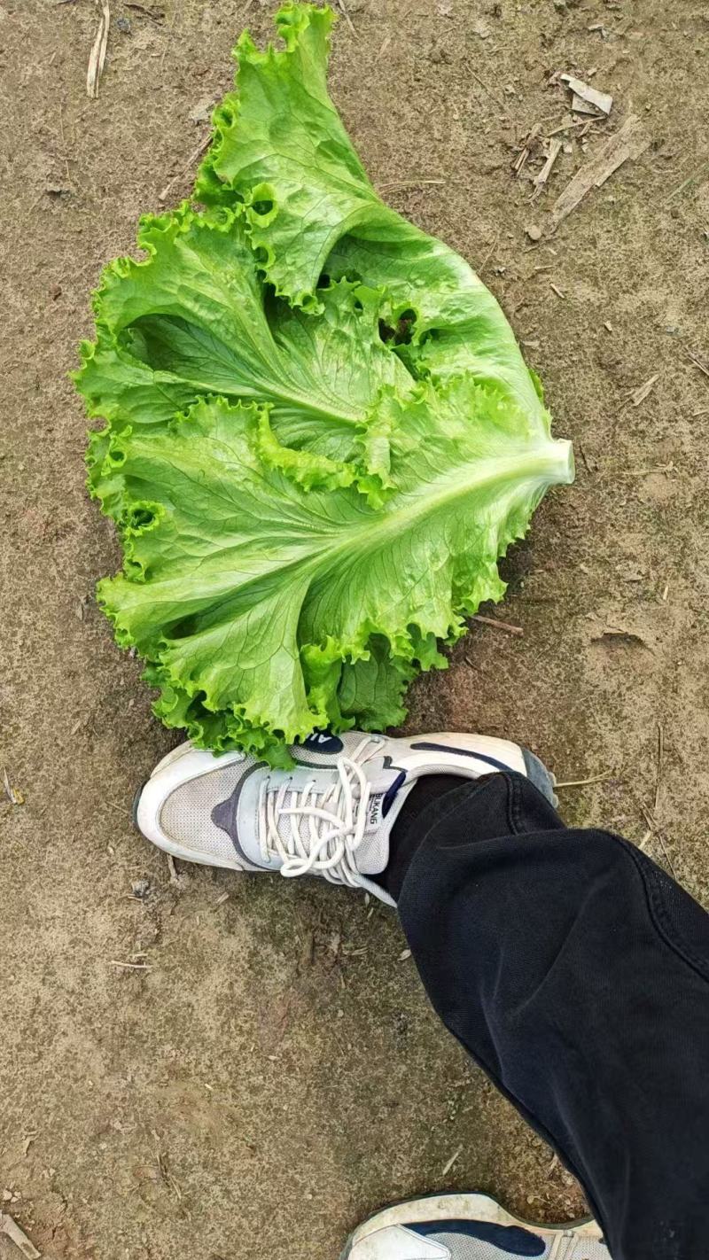 饶阳散叶生菜，量大便宜