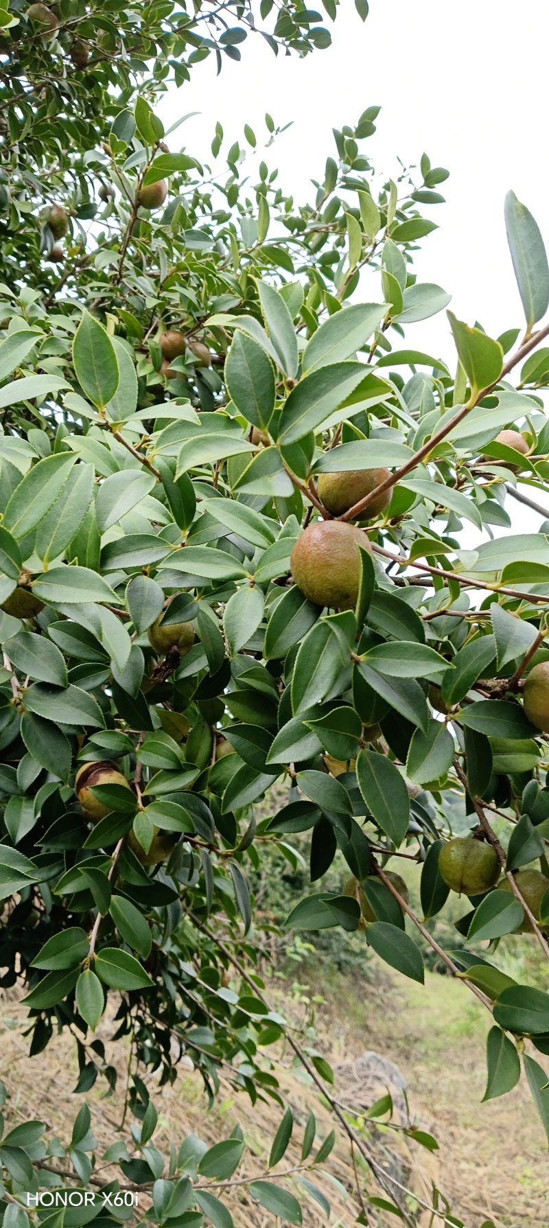 山茶油
