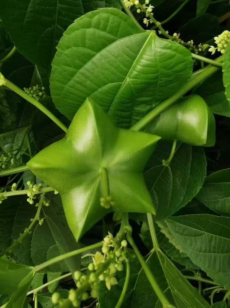 广西特色星油藤红茶口感醇厚厂家直发可对接电商商超