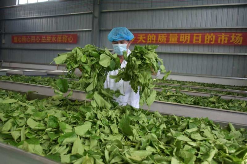 广西特色星油藤红茶口感醇厚厂家直发可对接电商商超