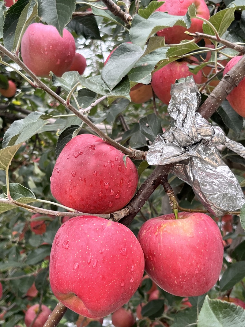 精品云南昭通冰糖心丑苹果质量保证诚信经营