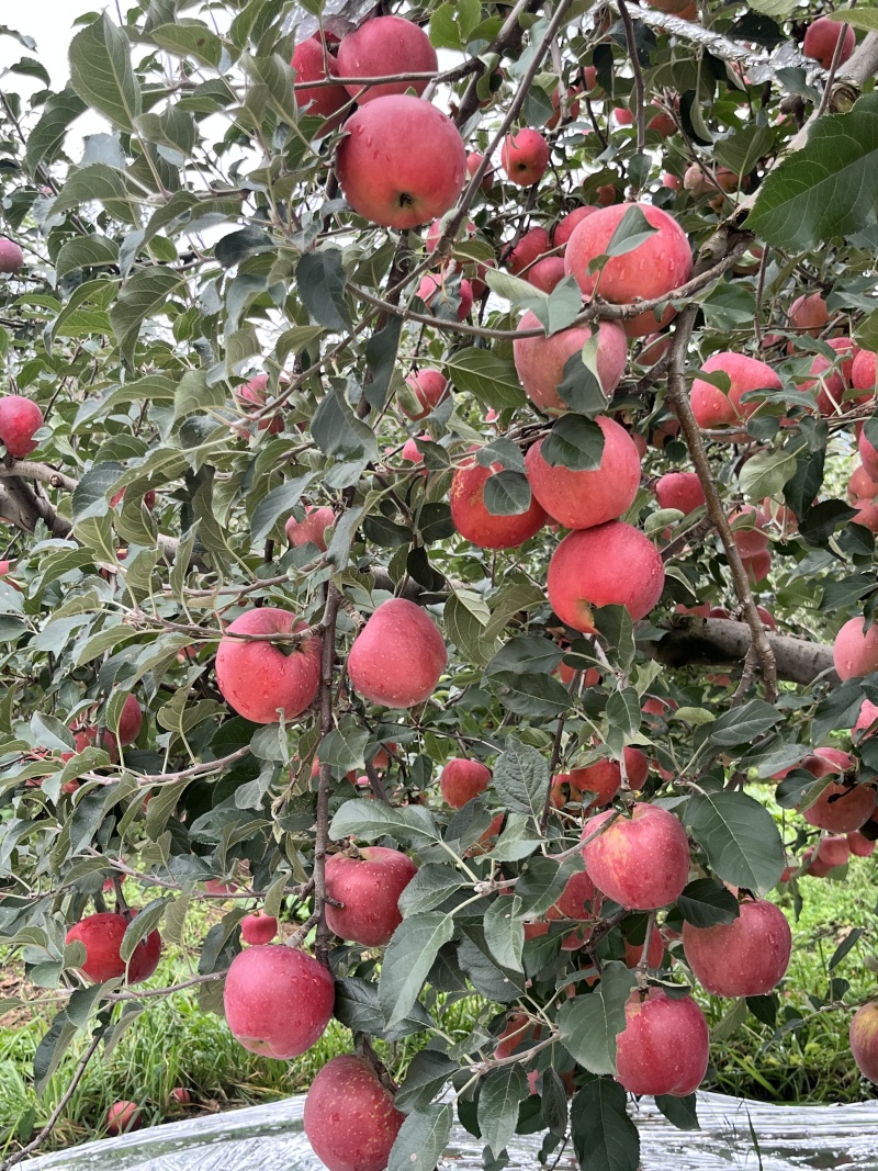 精品云南昭通冰糖心丑苹果质量保证诚信经营