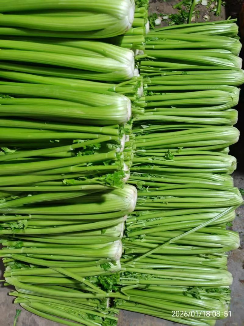 本地西芹，寿光精品西芹，优势基地，本地好芹菜