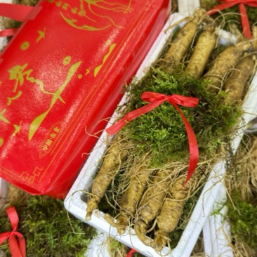 精品长白山鲜人参一斤8支左右质量嘎嘎好