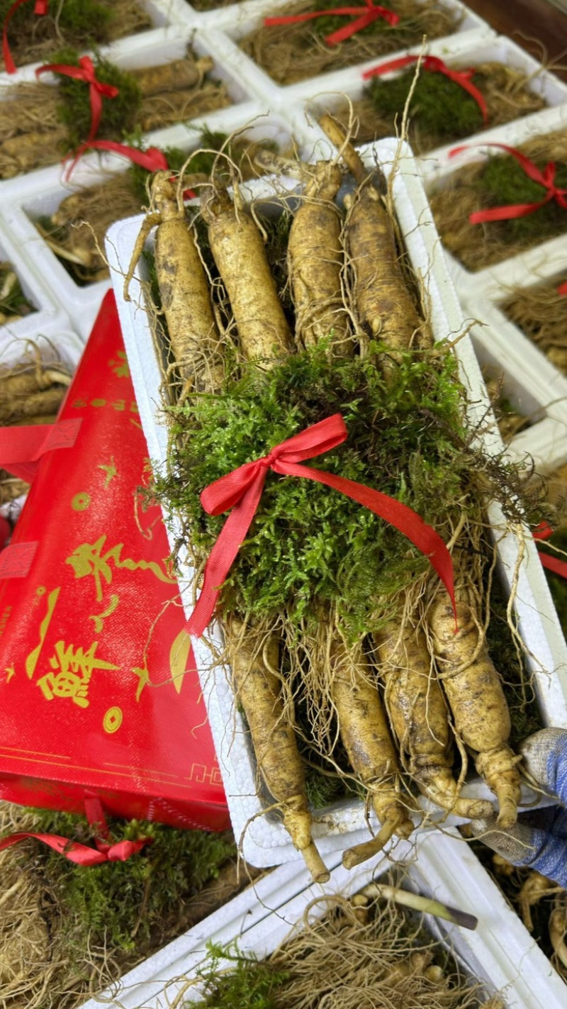 精品长白山鲜人参一斤8支左右质量嘎嘎好