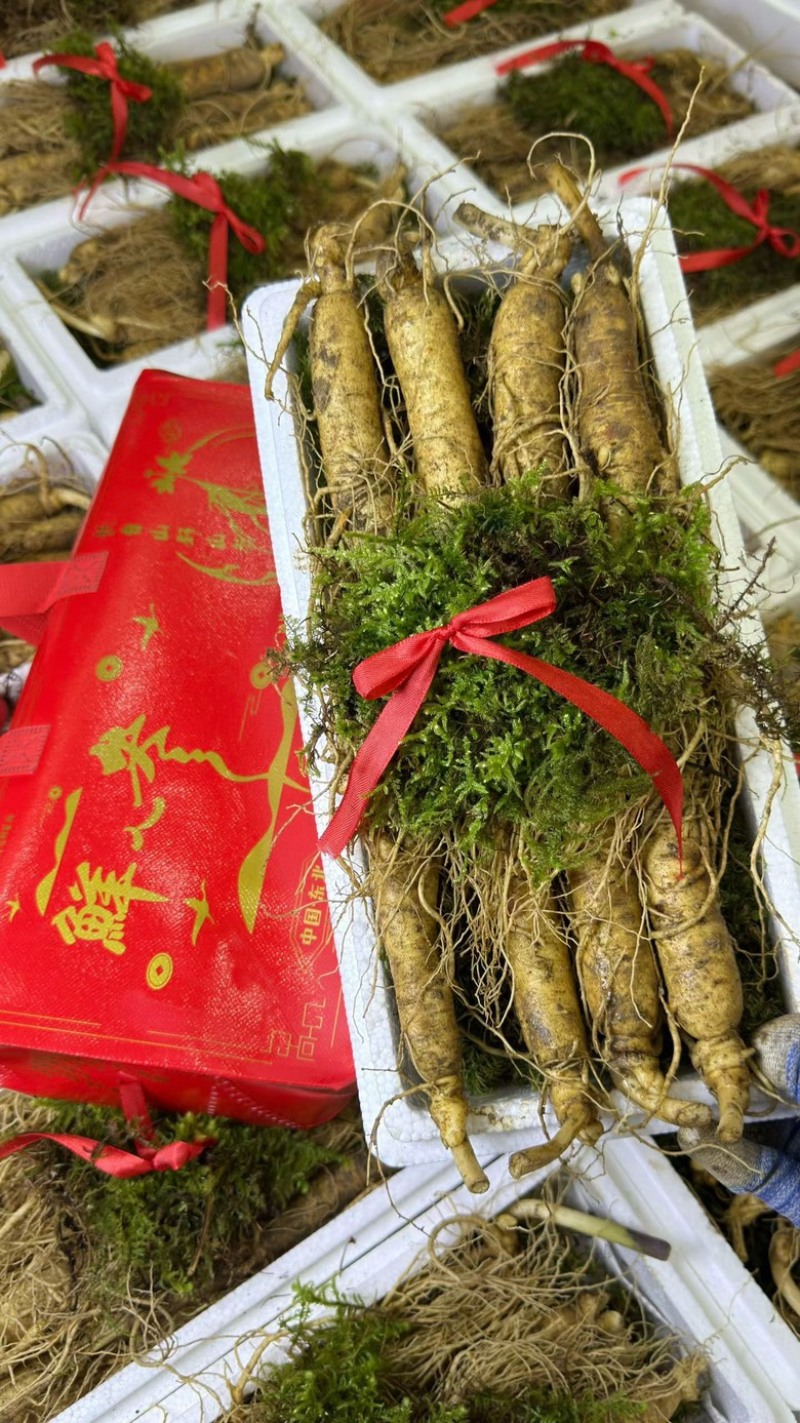 精品长白山鲜人参一斤8支左右质量嘎嘎好