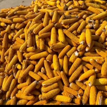 山东玉米