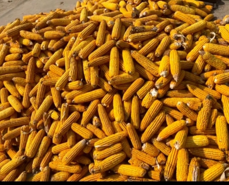 山东玉米