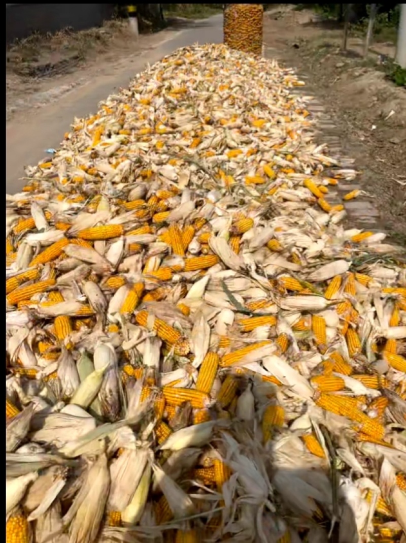 山东玉米