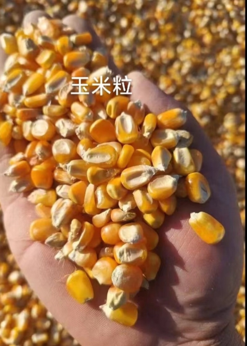 山东玉米