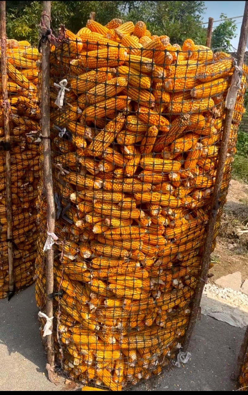 山东玉米
