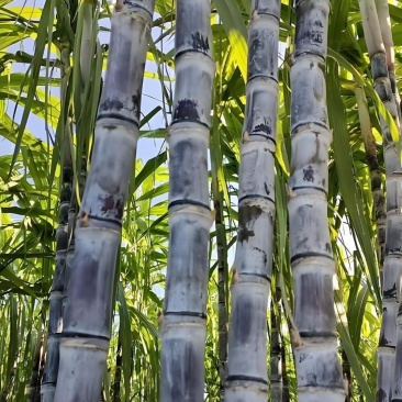广西甘蔗，粗棒子，口感脆甜度够，可口味美