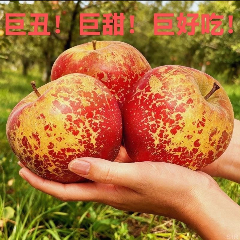 云南高山丑苹果，糖心苹果。