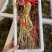 长白山精品鲜人参单支三两以上大货嘎嘎新鲜