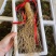 长白山精品鲜人参单支三两以上大货嘎嘎新鲜