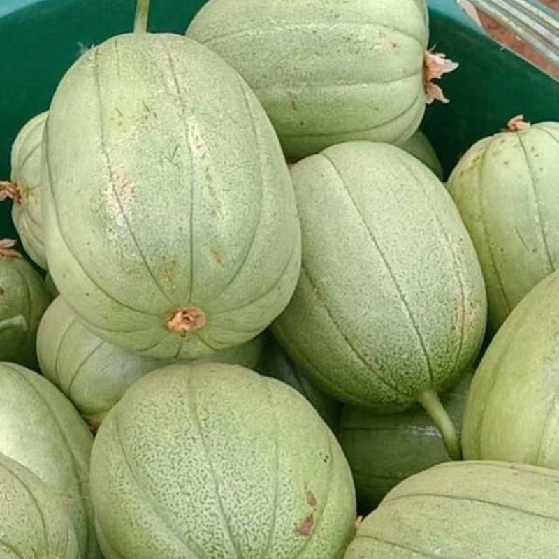 芝麻蜜甜瓜种子芝麻脆瓜种籽绿皮橙肉春秋季水果香瓜种