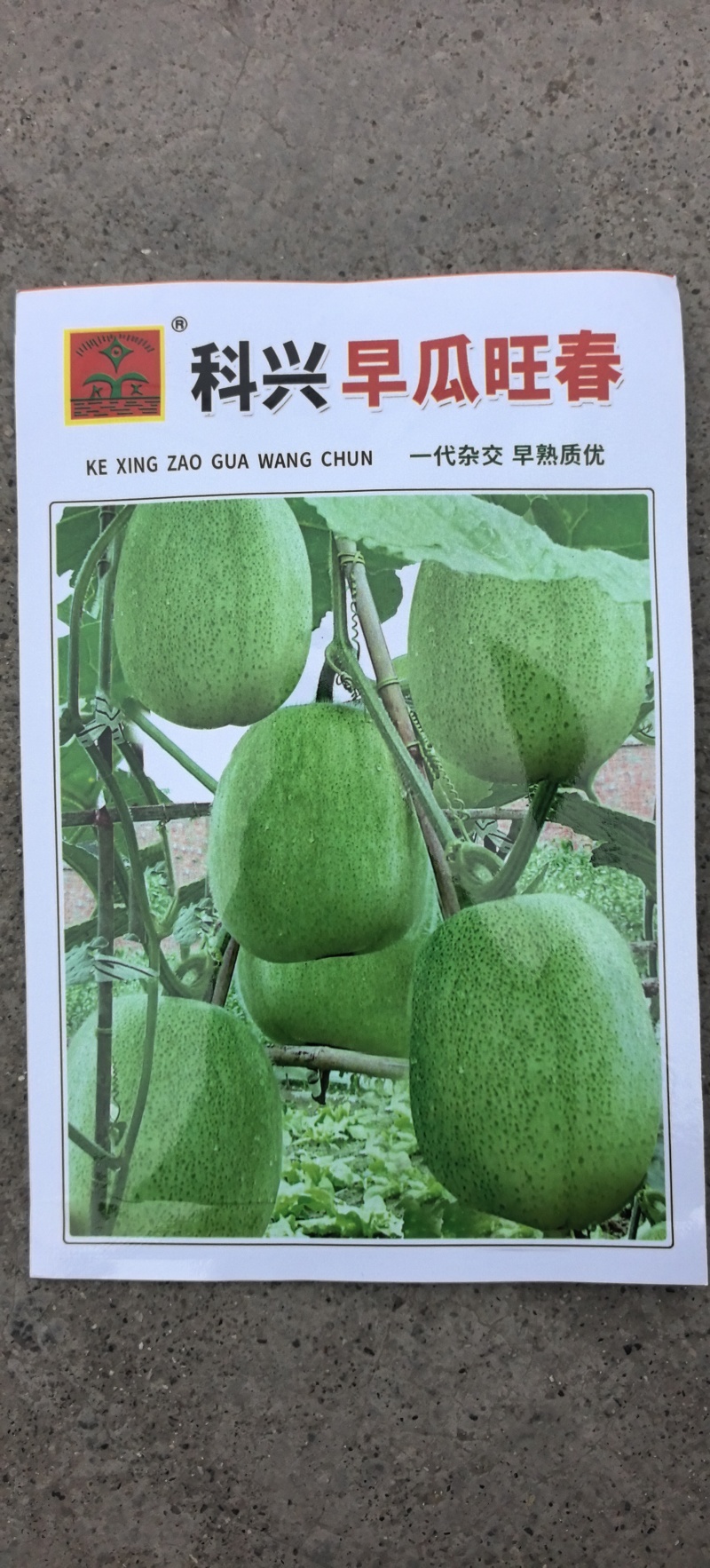 冬瓜种子早瓜旺春特早熟小型冬瓜椭圆形绿色有花斑