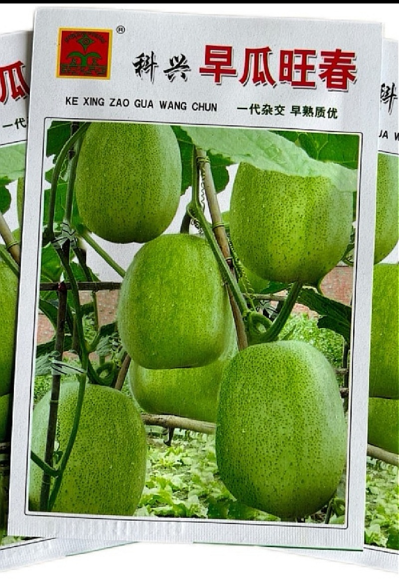 冬瓜种子早瓜旺春特早熟小型冬瓜椭圆形绿色有花斑