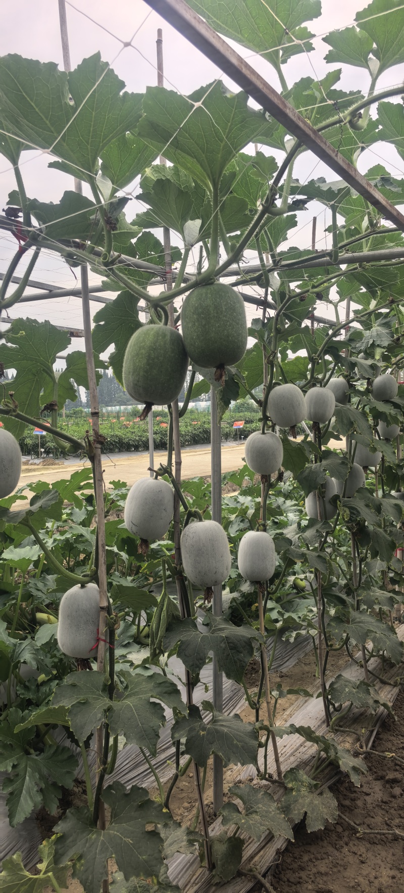 冬瓜种子早瓜旺春特早熟小型冬瓜椭圆形绿色有花斑