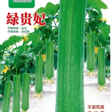 丝瓜种子绿贵妃中棒肉丝瓜早熟挂果多翠绿品质好抗枯萎