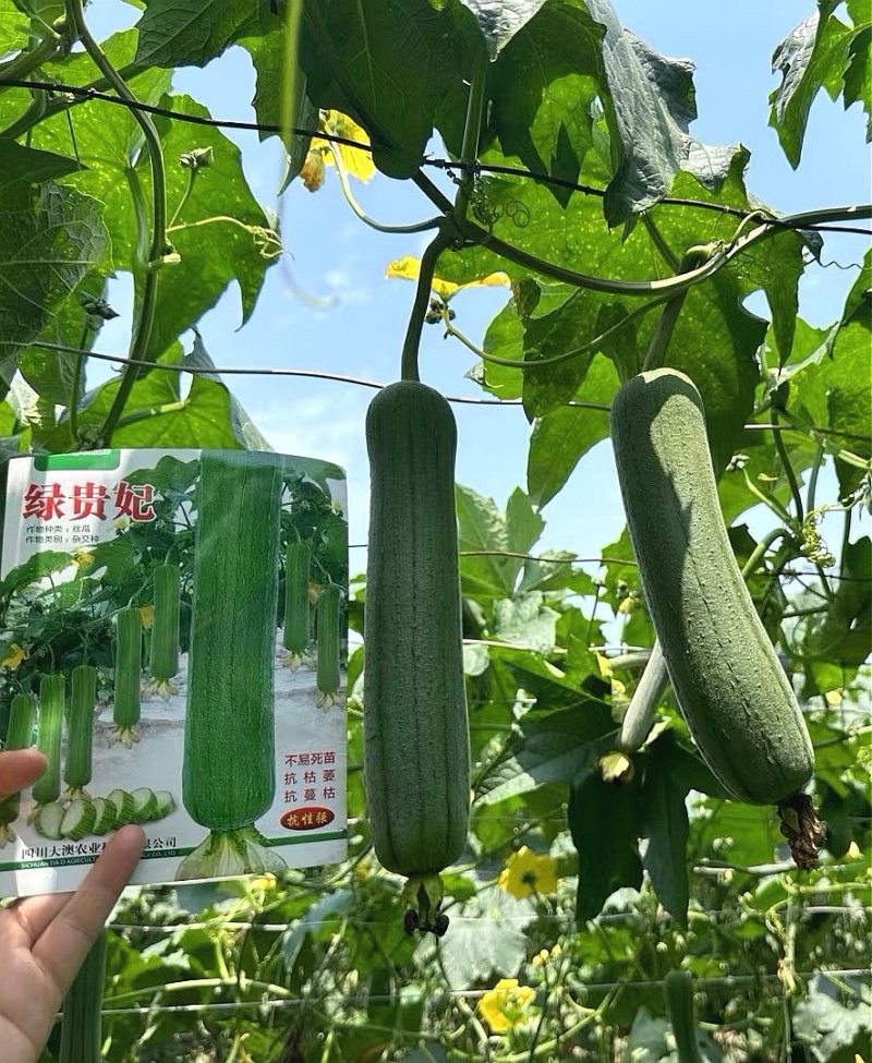 丝瓜种子绿贵妃中棒肉丝瓜早熟挂果多翠绿品质好抗枯萎