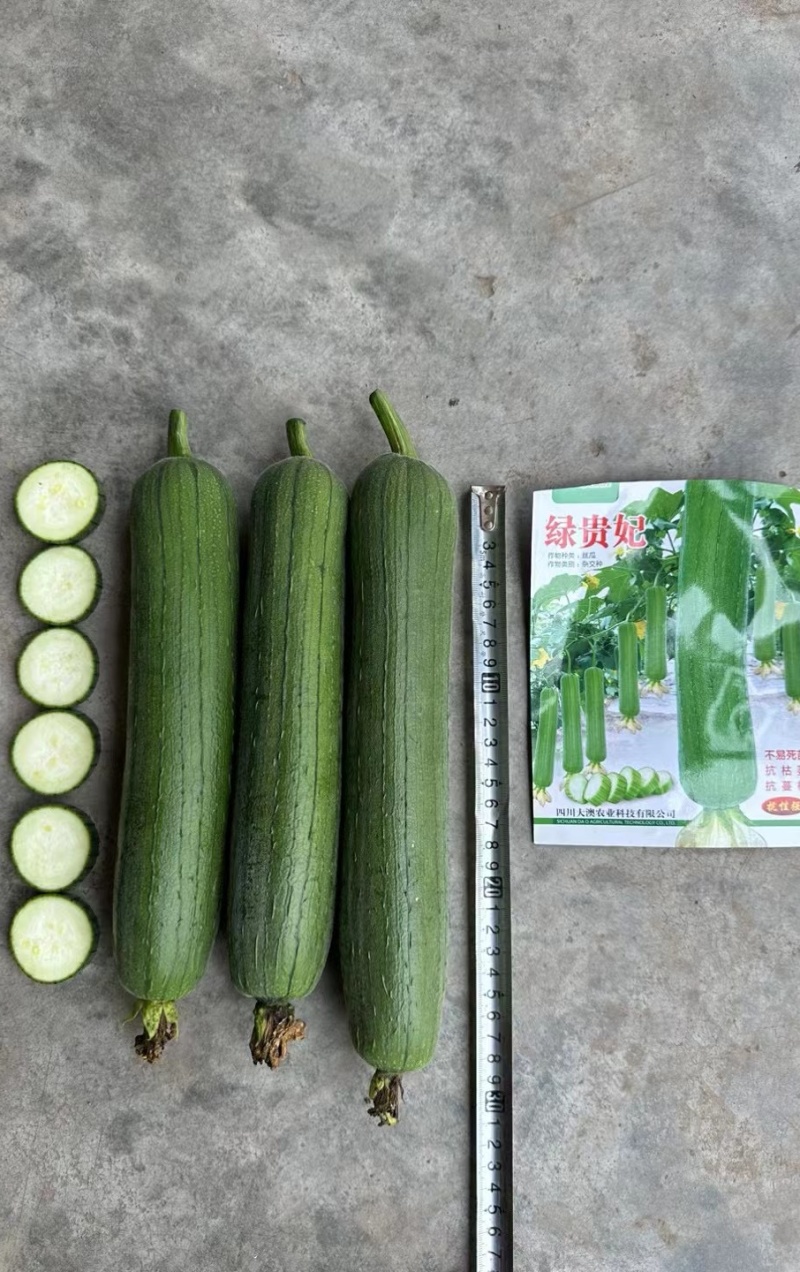 丝瓜种子绿贵妃中棒肉丝瓜早熟挂果多翠绿品质好抗枯萎