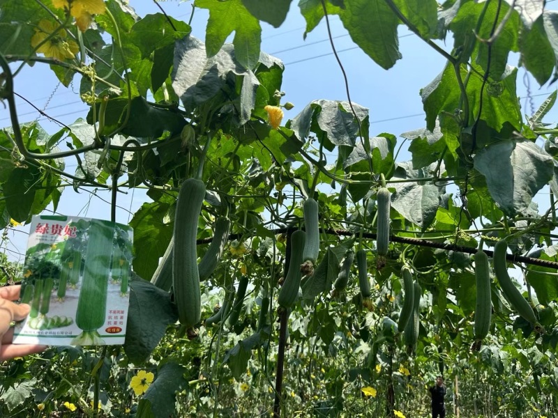 丝瓜种子绿贵妃中棒肉丝瓜早熟挂果多翠绿品质好抗枯萎