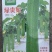 丝瓜种子绿贵妃中棒肉丝瓜早熟挂果多翠绿品质好抗枯萎