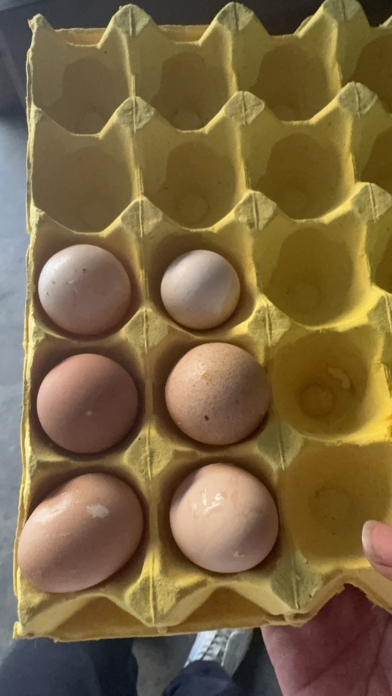 珍珠鸡蛋