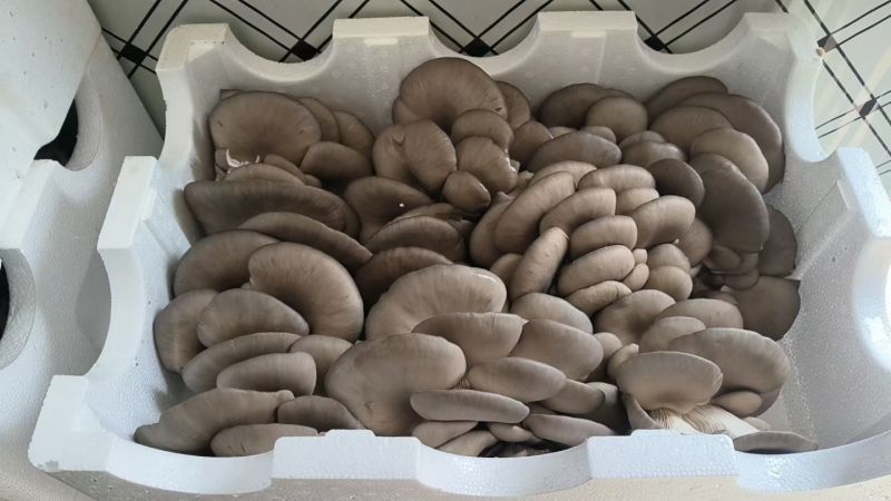 鲜平菇