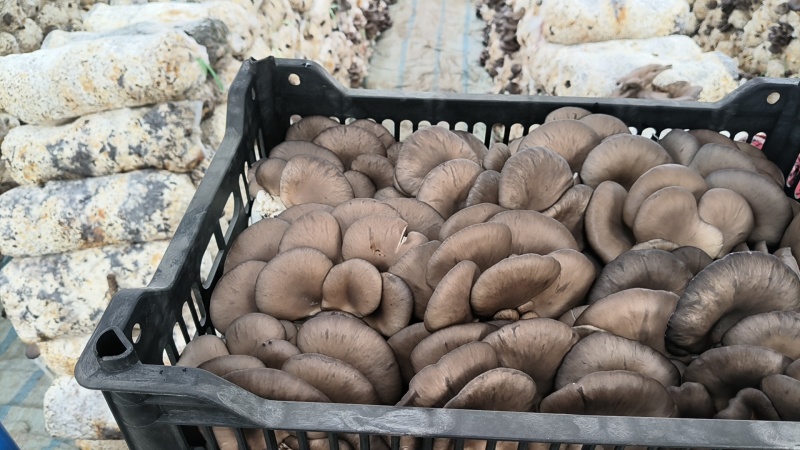 鲜平菇