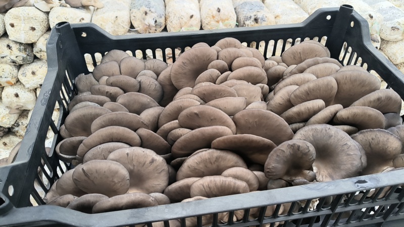鲜平菇