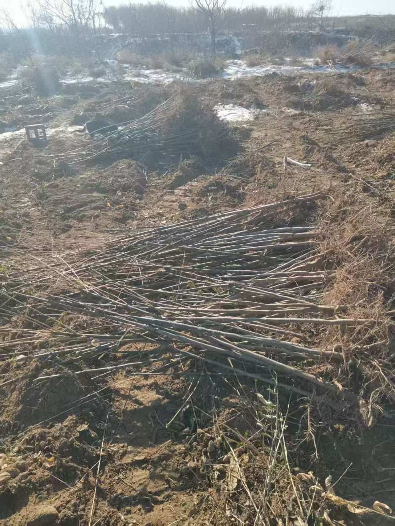 鸡冠红红油香椿树苗一年苗二年苗大量供应
