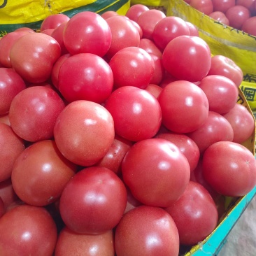 《山东硬粉西红柿》货品上市，弧二弧三，货源充足